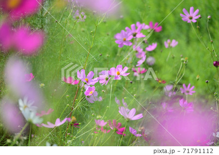 川辺のコスモス 71791112