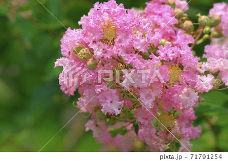 サルスベリ　 71791254