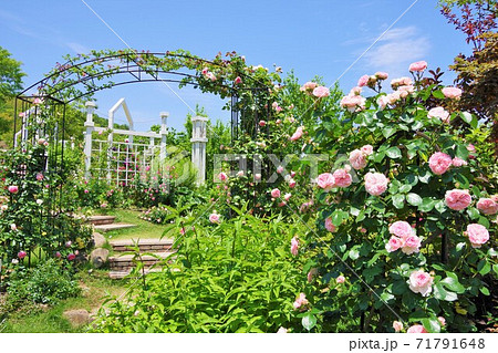 兵庫県淡路島 淡路夢舞台薔薇祭 兵庫県淡路島 淡路夢舞台薔薇祭 71791648