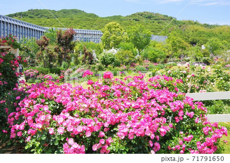 兵庫県淡路島 淡路夢舞台薔薇祭 兵庫県淡路島 淡路夢舞台薔薇祭 71791650