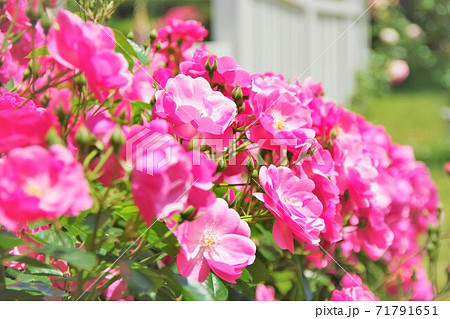 兵庫県淡路島　淡路夢舞台薔薇祭 71791651