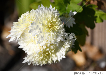 秋菊 秋菊 71791715