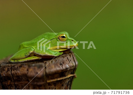 シュレーゲルアオガエル 71791736