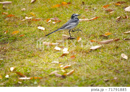 ハクセキレ 71791885