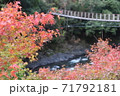 紅葉と吊り橋 71792181