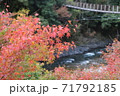 紅葉と吊り橋 71792185