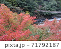 紅葉と吊り橋 71792187