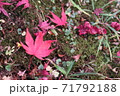 紅葉 71792188