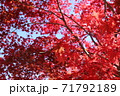 紅葉 71792189