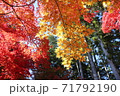紅葉 71792190