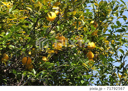 黄色く色づいた、ユズ 黄色く色づいた、ユズ 71792567