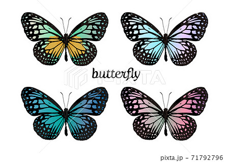 カラフルなバタフライのイラスト素材 [71792796] - PIXTA