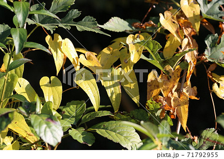 黄色く紅葉した 自然薯の葉の写真素材