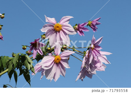 初冬に咲く紫の花 皇帝ダリアの写真素材