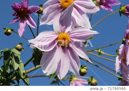 初冬に咲く紫の花 皇帝ダリアの写真素材