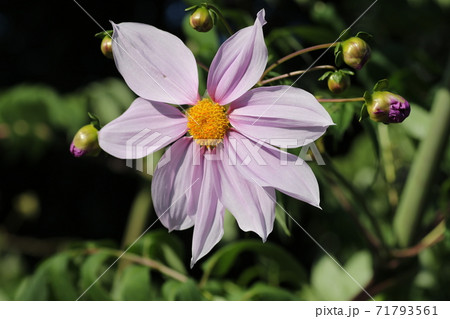 初冬に咲く紫の花 皇帝ダリアの写真素材