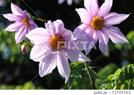 初冬に咲く紫の花 皇帝ダリアの写真素材