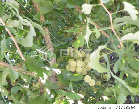 少し早い銀杏 少し早い銀杏 71793564