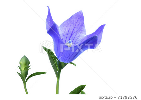 桔梗の花 秋の七草のひとつ (fix撮影) 桔梗の花 秋の七草のひとつ (fix撮影) 71793576