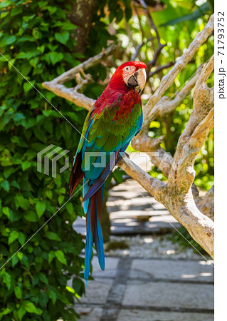 Parrot in Bali Island Indonesia 71793752