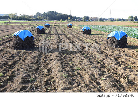 落花生ぼっち 71793846