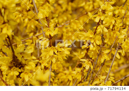 Still Life Stock Photography Still Life Stock Photography 71794134