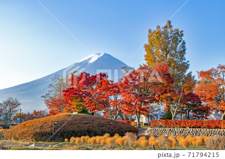 河口湖畔　もみじ回廊の紅葉と富士山 71794215