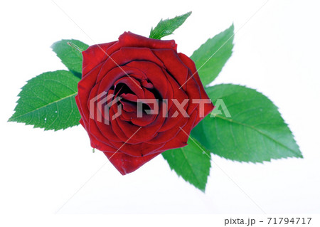 Still Life Stock Photography 71794717