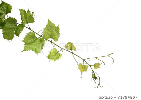 Still Life Stock Photography 71794807