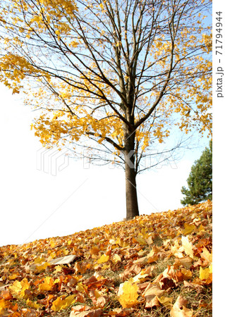 Still Life Stock Photography 71794944