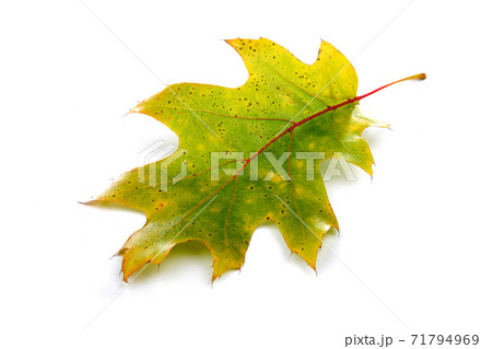 Still Life Stock Photography Still Life Stock Photography 71794969