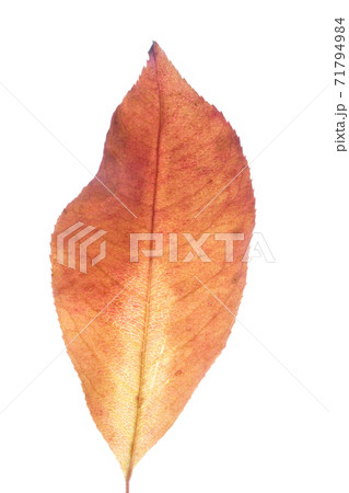 Still Life Stock Photography 71794984