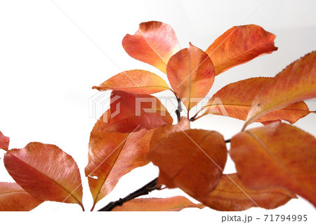 Still Life Stock Photography 71794995