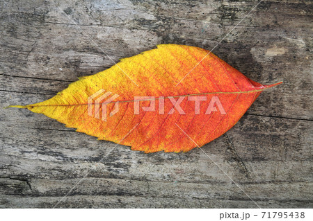 Still Life Stock Photography 71795438
