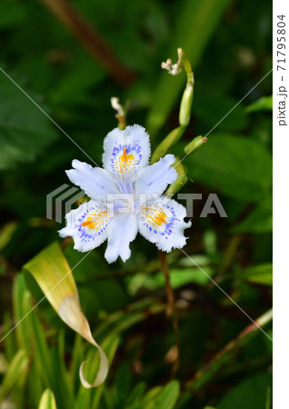 黄色と青の斑点模様があるシャガの白い花をクローズアップで撮影した写真 71795804