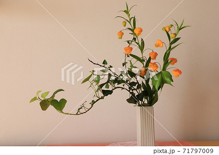 サンダーソニアの写真素材