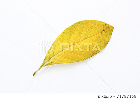 落葉_02 71797159