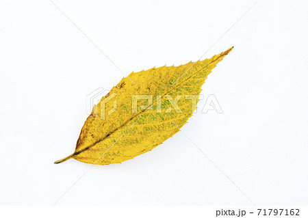 落葉_05 落葉_05 71797162