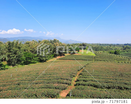 Tea plantation nature landscape in Chiang rai, Thailand. 71797181