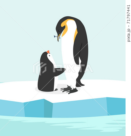 penguin feeding her baby in North pole Arctic penguin feeding her baby in North pole Arctic 71797441