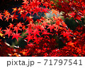 もみじ舞う 71797541