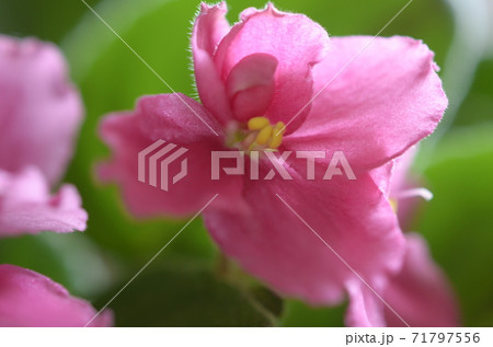 セントポーリアのピンクの色の花の写真素材