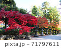 参道を彩る紅葉 71797611
