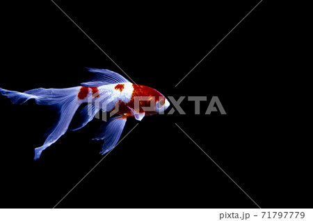 赤い模様の入った白い金魚の写真素材