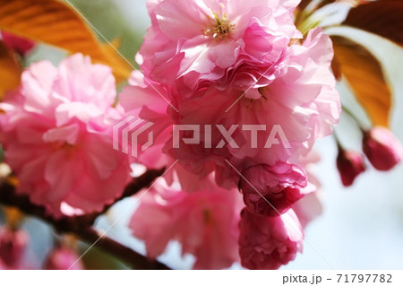 桃色の八重桜の花 桃色の八重桜の花 71797782