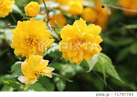 黄色い八重山吹の花の写真素材