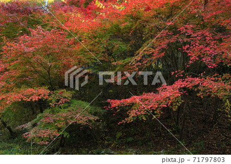 秋川渓谷 「石舟橋」紅葉 秋川渓谷 「石舟橋」紅葉 71797803