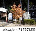 尾長天満宮・合格の木（広島市東区山根町） 71797855