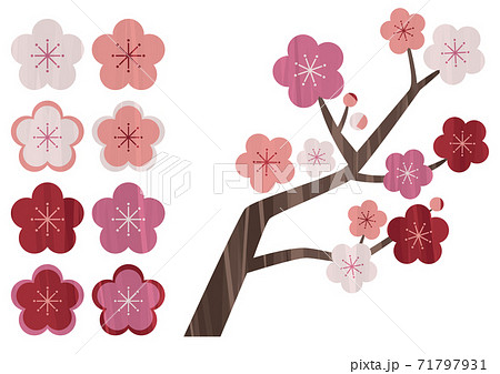 梅の花のグラフィックイラスト ストライプ のイラスト素材