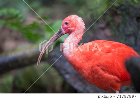 赤際立つ　ショウジョウトキ 71797997